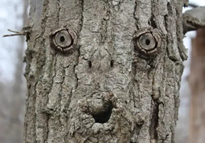 看什么都像人臉:我是不是生病了(圖1) 看什么都像人臉:我是不是生病了