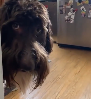 狗子吃掉2萬(wàn)現(xiàn)金后又拉了出來(lái) 主人只能屎里淘金(圖10) 狗子吃掉2萬(wàn)現(xiàn)金后又拉了出來(lái) 主人只能屎里淘金