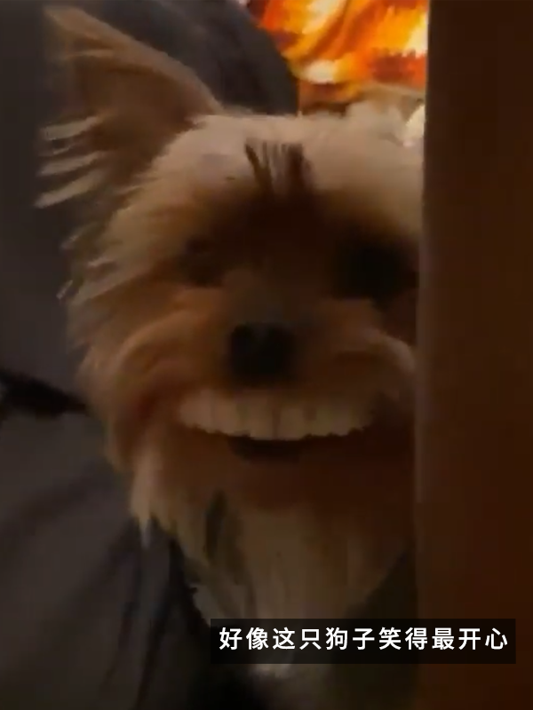 當狗子偷偷戴上主人的假牙:恐怖谷效應充滿屏幕!(圖8) 當狗子偷偷戴上主人的假牙:恐怖谷效應充滿屏幕!