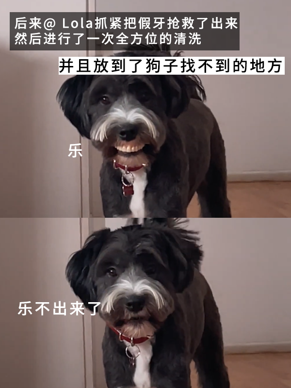 當狗子偷偷戴上主人的假牙:恐怖谷效應充滿屏幕!(圖6) 當狗子偷偷戴上主人的假牙:恐怖谷效應充滿屏幕!