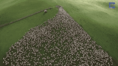 為什么羊沒能成為人類的寵物，而向人吐口水的羊駝卻成了？