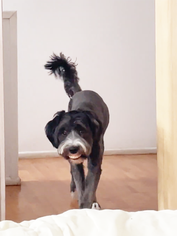 當狗子偷偷戴上主人的假牙:恐怖谷效應充滿屏幕!(圖1) 當狗子偷偷戴上主人的假牙:恐怖谷效應充滿屏幕!