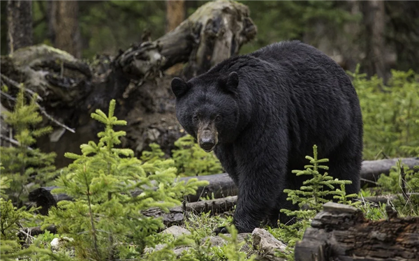 四川一男子上山采菌被熊咬掉一半鼻子:狂奔5公里獲救(圖1) 四川一男子上山采菌被熊咬掉一半鼻子:狂奔5公里獲救