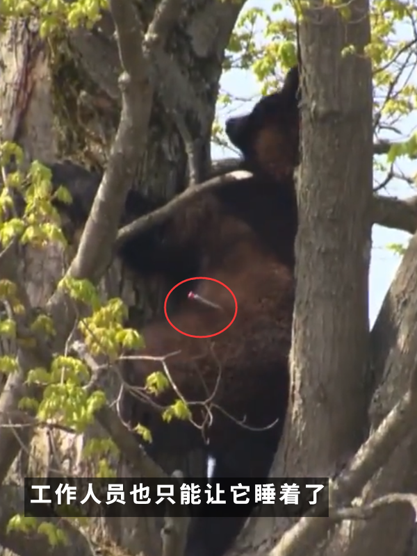 黑熊上樹后被麻醉擊落：12年前的一樁舊聞讓網友笑得扣功德
