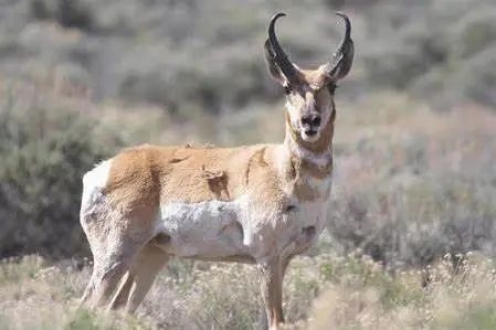 為什么動(dòng)物都直接喝生水 人類卻不行