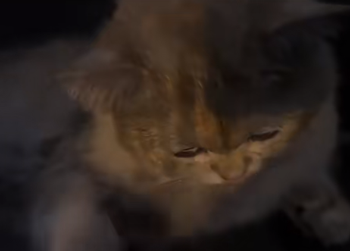 狗子放火把家燒了！不看監控屋主這輩子都找不到縱火犯