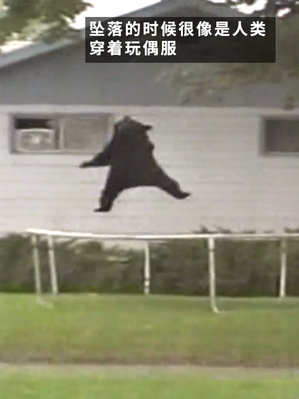 黑熊上樹后被麻醉擊落：12年前的一樁舊聞讓網友笑得扣功德