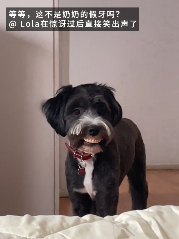 當狗子偷偷戴上主人的假牙:恐怖谷效應充滿屏幕!(圖4) 當狗子偷偷戴上主人的假牙:恐怖谷效應充滿屏幕!