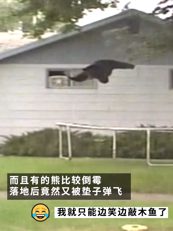 黑熊上樹后被麻醉擊落：12年前的一樁舊聞讓網友笑得扣功德