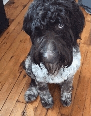 狗子吃掉2萬(wàn)現(xiàn)金后又拉了出來(lái) 主人只能屎里淘金(圖9) 狗子吃掉2萬(wàn)現(xiàn)金后又拉了出來(lái) 主人只能屎里淘金