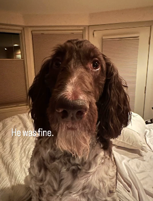 狗子吃掉2萬(wàn)現(xiàn)金后又拉了出來(lái) 主人只能屎里淘金(圖12) 狗子吃掉2萬(wàn)現(xiàn)金后又拉了出來(lái) 主人只能屎里淘金