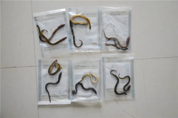 黑龍江男子撈“小雜魚”賣被抓:其中有12條很“刑”(圖2) 黑龍江男子撈“小雜魚”賣被抓:其中有12條很“刑”