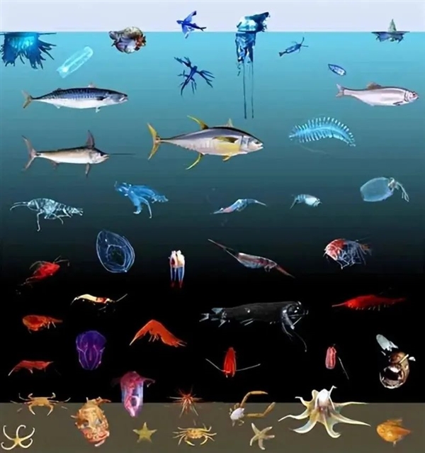 海洋最深處的魚長什么樣 它在8336米處被拍到