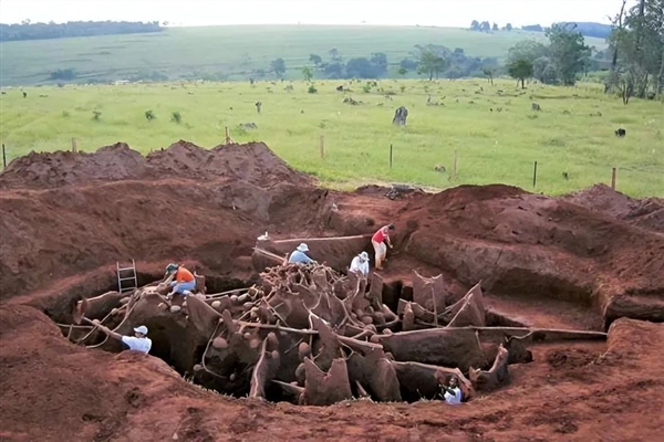 為什么蜜蜂會進化出蜂后 真的一生只交尾一次嗎(圖6) 為什么蜜蜂會進化出蜂后 真的一生只交尾一次嗎