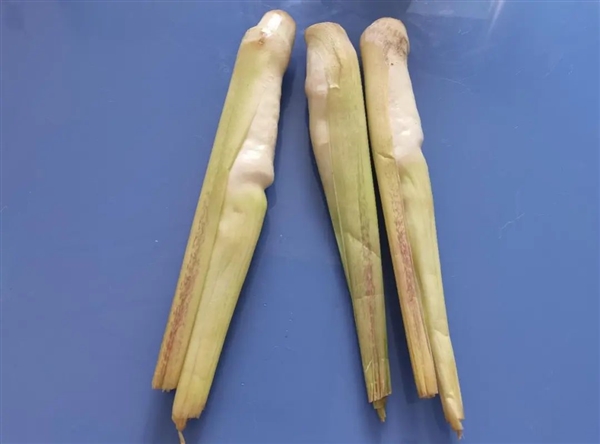 現(xiàn)在正上市!它是蔬菜界的“水中參” 很多北方人都沒吃過(圖1) 現(xiàn)在正上市!它是蔬菜界的“水中參” 很多北方人都沒吃過