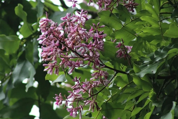 人的大腦為何如此巨大?原來不是為了吃(圖3) 人的大腦為何如此巨大?原來不是為了吃