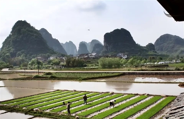 鹽堿地種出的海水稻 很難吃:為什么我國(guó)要大力推廣?(圖9) 鹽堿地種出的海水稻 很難吃:為什么我國(guó)要大力推廣?