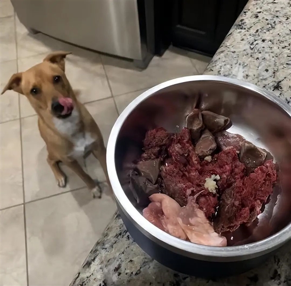 首個柯基警犬福仔亮相 出門得背著!它是怎么混上編制的(圖8) 首個柯基警犬福仔亮相 出門得背著!它是怎么混上編制的