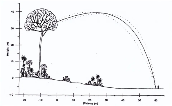 這種樹千方百計想殺死你！全身密密麻麻的毒刺 果實還會爆炸