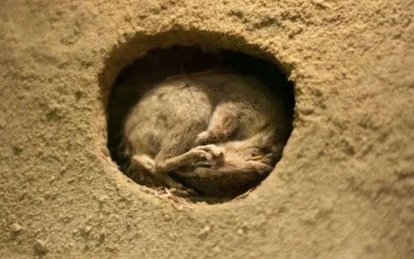 俄羅斯棕熊囤了一年的膘 卻被熱得沒法冬眠:半睡半醒 四處游蕩(圖2) 俄羅斯棕熊囤了一年的膘 卻被熱得沒法冬眠:半睡半醒 四處游蕩