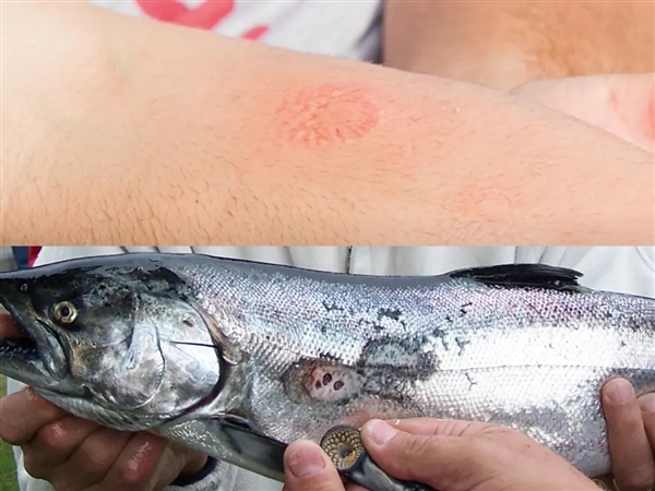 黑龍江男子撈“小雜魚”賣被抓:其中有12條很“刑”(圖5) 黑龍江男子撈“小雜魚”賣被抓:其中有12條很“刑”