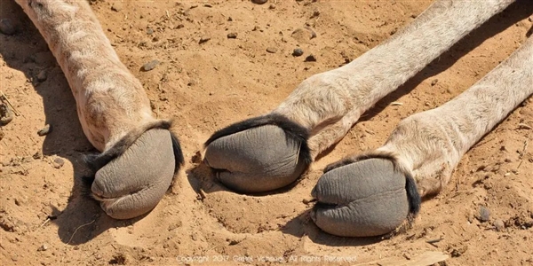 為什么羊沒能成為人類的寵物，而向人吐口水的羊駝卻成了？