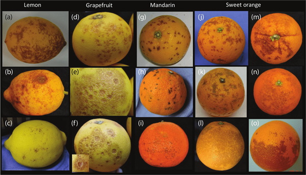 家人們 這兩類水果在冰箱里真的不要放一起!(圖2) 家人們 這兩類水果在冰箱里真的不要放一起!