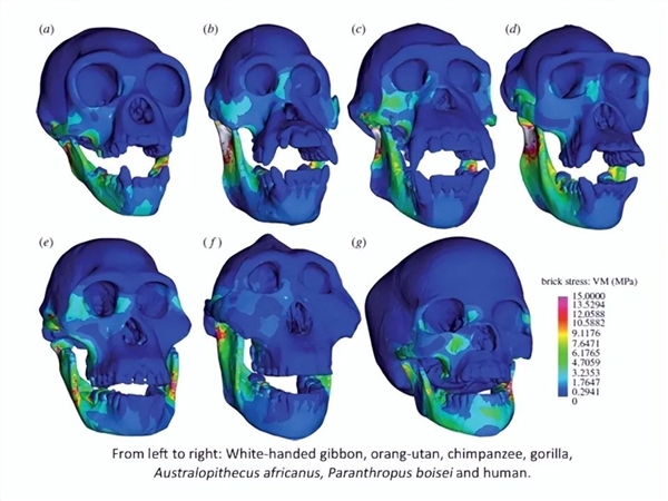 真慘:3米長蟒蛇被男子咬死 最后還被烤了吃掉(圖6) 真慘:3米長蟒蛇被男子咬死 最后還被烤了吃掉