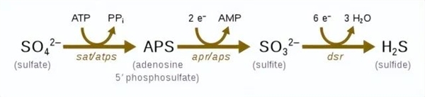 最讓人絕望的解釋:史上最嚴重的物種大滅絕只是因為一次基因轉移(圖5) 最讓人絕望的解釋:史上最嚴重的物種大滅絕只是因為一次基因轉移