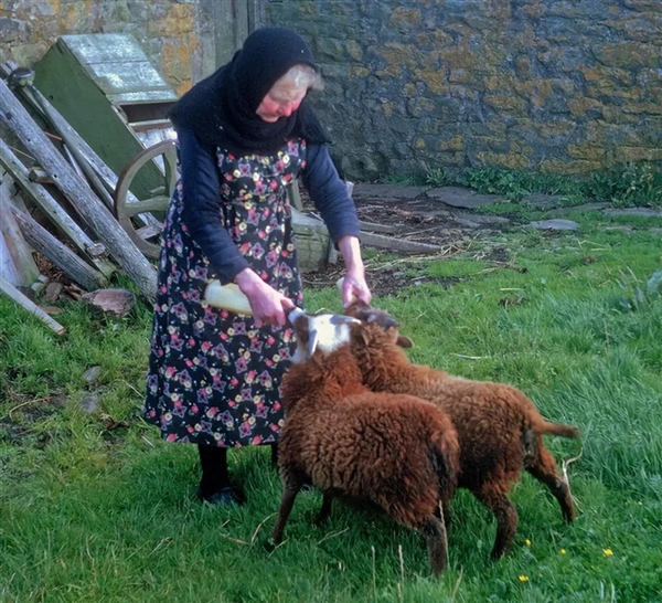 為什么羊沒能成為人類的寵物，而向人吐口水的羊駝卻成了？