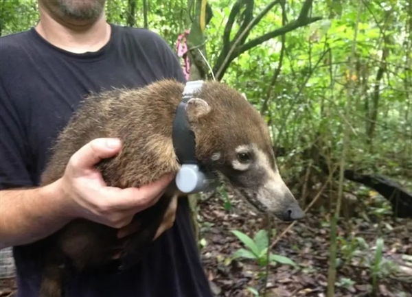 人的大腦為何如此巨大?原來不是為了吃(圖5) 人的大腦為何如此巨大?原來不是為了吃