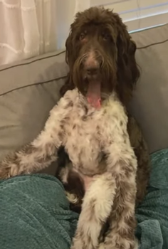 狗子吃掉2萬(wàn)現(xiàn)金后又拉了出來(lái) 主人只能屎里淘金(圖3) 狗子吃掉2萬(wàn)現(xiàn)金后又拉了出來(lái) 主人只能屎里淘金