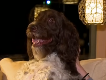 狗子吃掉2萬(wàn)現(xiàn)金后又拉了出來(lái) 主人只能屎里淘金(圖26) 狗子吃掉2萬(wàn)現(xiàn)金后又拉了出來(lái) 主人只能屎里淘金