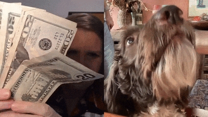 狗子吃掉2萬(wàn)現(xiàn)金后又拉了出來(lái) 主人只能屎里淘金(圖25) 狗子吃掉2萬(wàn)現(xiàn)金后又拉了出來(lái) 主人只能屎里淘金