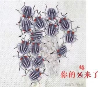 凌晨3點 一排綠色蟲卵在我身上孵出14個崽!(圖8) 凌晨3點 一排綠色蟲卵在我身上孵出14個崽!