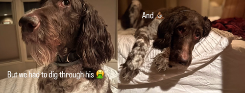 狗子吃掉2萬(wàn)現(xiàn)金后又拉了出來(lái) 主人只能屎里淘金(圖13) 狗子吃掉2萬(wàn)現(xiàn)金后又拉了出來(lái) 主人只能屎里淘金