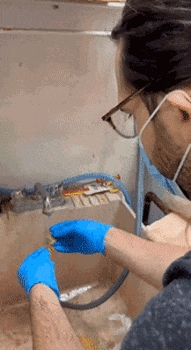 狗子吃掉2萬(wàn)現(xiàn)金后又拉了出來(lái) 主人只能屎里淘金(圖15) 狗子吃掉2萬(wàn)現(xiàn)金后又拉了出來(lái) 主人只能屎里淘金