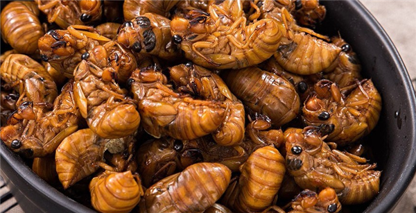 老板娘一天賣出200斤知了日入過萬：剝好售價高達400元一斤