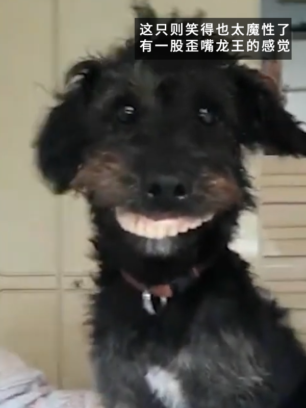 當狗子偷偷戴上主人的假牙:恐怖谷效應充滿屏幕!(圖10) 當狗子偷偷戴上主人的假牙:恐怖谷效應充滿屏幕!