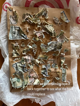 狗子吃掉2萬(wàn)現(xiàn)金后又拉了出來(lái) 主人只能屎里淘金(圖11) 狗子吃掉2萬(wàn)現(xiàn)金后又拉了出來(lái) 主人只能屎里淘金