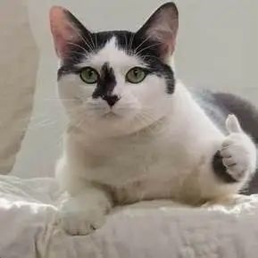 韓國LK99剛嘎沒多久 國內搞出的“東北”室溫超導可信度有多少(圖9) 韓國LK99剛嘎沒多久 國內搞出的“東北”室溫超導可信度有多少