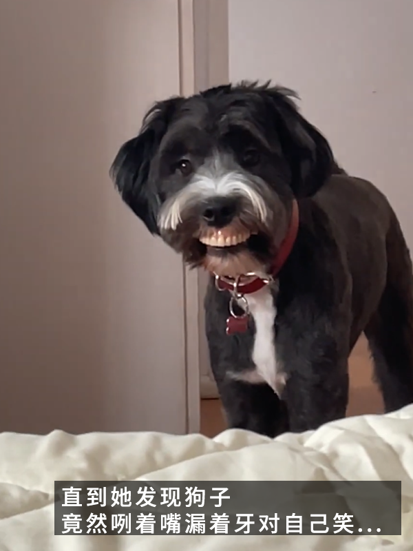 當狗子偷偷戴上主人的假牙:恐怖谷效應充滿屏幕!(圖3) 當狗子偷偷戴上主人的假牙:恐怖谷效應充滿屏幕!