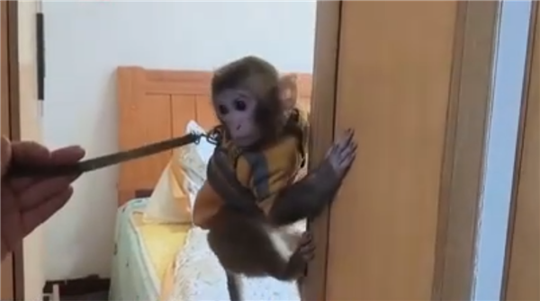 女子救下獼猴養半年 自然資源局:涉嫌違法(圖1) 女子救下獼猴養半年 自然資源局:涉嫌違法