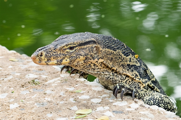 海南一居民家中出現五爪金龍:經鑒定 該動物為水巨蜥(圖1) 海南一居民家中出現五爪金龍:經鑒定 該動物為水巨蜥