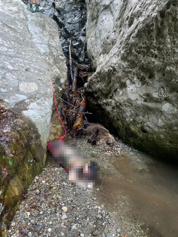 羅馬尼亞一女孩被熊扔下120米懸崖：氣絕身亡