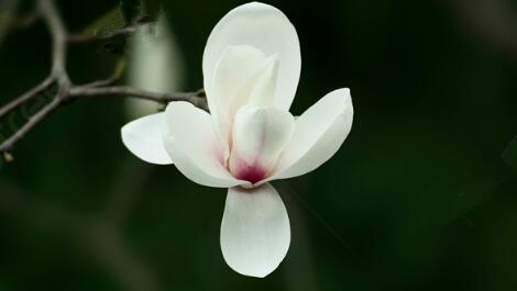 義烏200多歲的玉蘭古樹開(kāi)花了 網(wǎng)友:春天也不遠(yuǎn)了(圖1) 義烏200多歲的玉蘭古樹開(kāi)花了 網(wǎng)友:春天也不遠(yuǎn)了