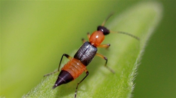 女子捏死隱翅蟲手臂被腐蝕7天還沒好 毒液堪比硫酸:專家提醒(圖1) 女子捏死隱翅蟲手臂被腐蝕7天還沒好 毒液堪比硫酸:專家提醒