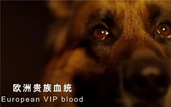 簡單高效!只有中國人才能看懂的散裝英文 網(wǎng)友直呼越看越上頭 (圖2) 簡單高效!只有中國人才能看懂的散裝英文 網(wǎng)友直呼越看越上頭