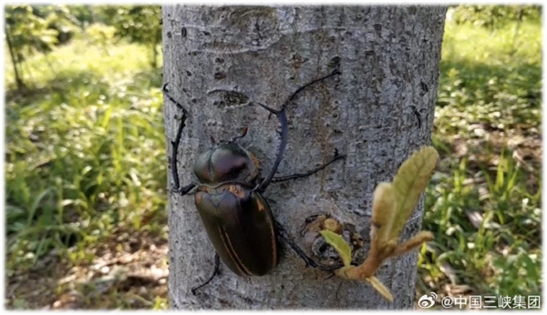 三峽壩區首次發現陽彩臂金龜:瀕危物種 以腐朽木質為食(圖1) 三峽壩區首次發現陽彩臂金龜:瀕危物種 以腐朽木質為食