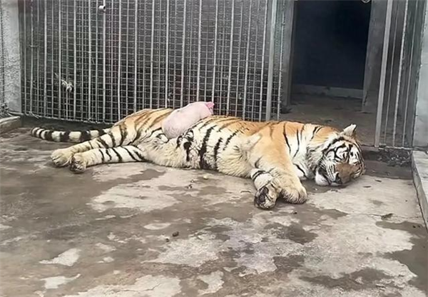 扮豬吃老虎居然是真的 動物園里小豬趴在老虎肚子上睡覺(圖1) 扮豬吃老虎居然是真的 動物園里小豬趴在老虎肚子上睡覺